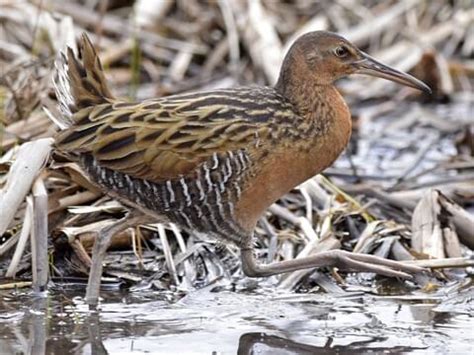 25 Birds That Start With K - Sonoma Birding