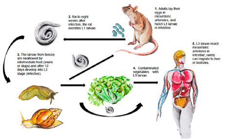 Angiostrongylus costaricensis life cycle Rats and other rodents are ...