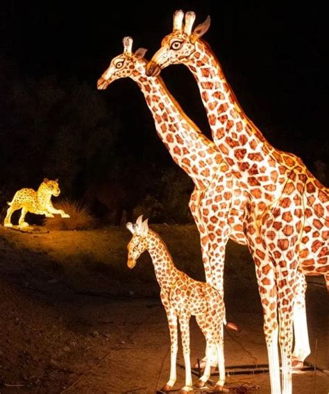 Nov 26 | 'WildLights' Holiday Lights Display 2022: Living Desert Zoo, Palm Desert | Palm Desert ...