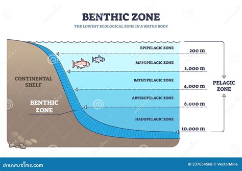 Benthic Zone in Ocean As Lowest and Deepest Ecological Zone Outline Diagram Stock Vector ...