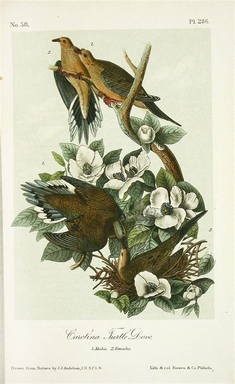 Audubon birds, Audubon prints, Birds of america