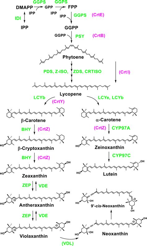 Carotenoid biosynthesis in the leaves of higher plants at the gene ...