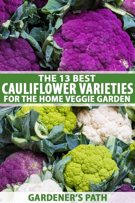 The 13 Best Cauliflower Varieties for the Home Garden | Gardener's Path