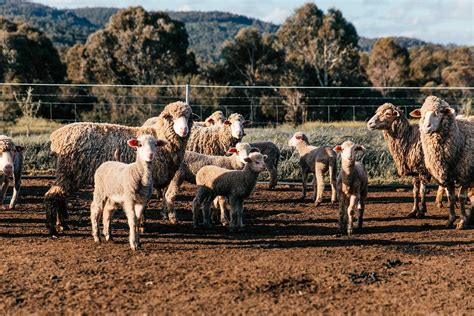 Best Fence For Sheep [All You Need To Know]