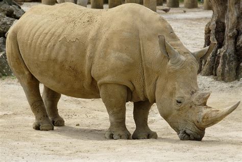 Description African rhinoceros animal.jpg ~ Harster