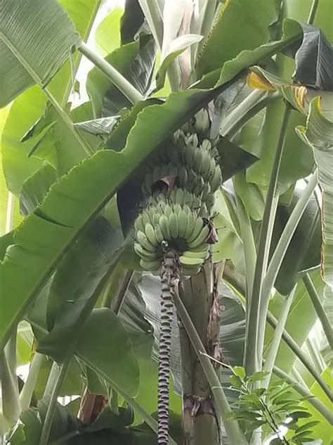 Cleveland Botanical Garden Yes, we have bananas! These Ice Cream ...