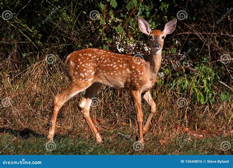 White-tailed Deer Fawn stock photo. Image of mammal, fawn - 15644816