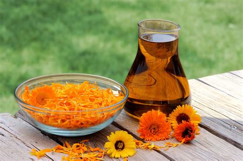 Calendula Oil: Health Benefits, Nutrition and More..