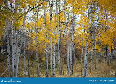 Quaking Aspen in the Sunset Stock Photo - Image of nature, white: 128364570