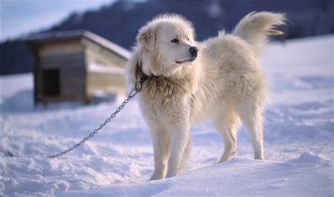 Great Pyrenees - (Traits, Temperament, And Training)