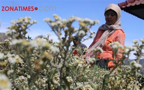 Bunga Edelweiss Kini Terancam Punah di TNBTS: Imbas Kebakaran Gunung Bromo