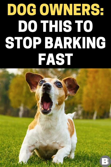 Dog Owners: Do This To Stop Barking Fast | Cute baby dogs, Dog barking ...