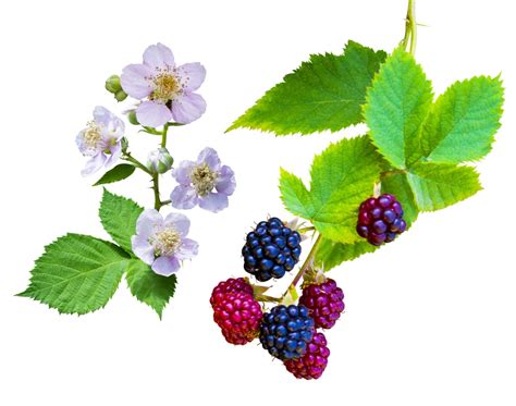 When Do Blackberry Bushes Produce Fruit: Harvesting Tips