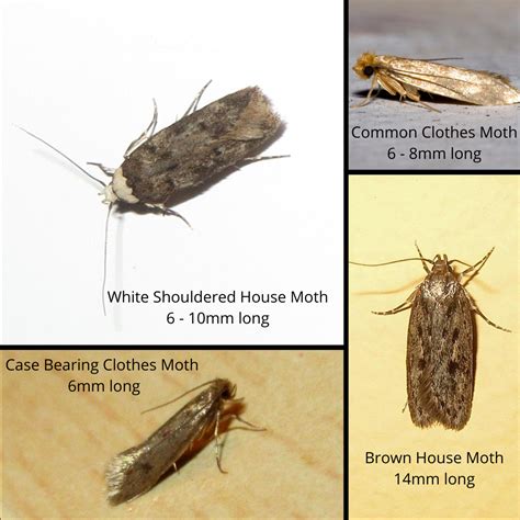 Can Moths Eat Carpets at goldiecearle blog