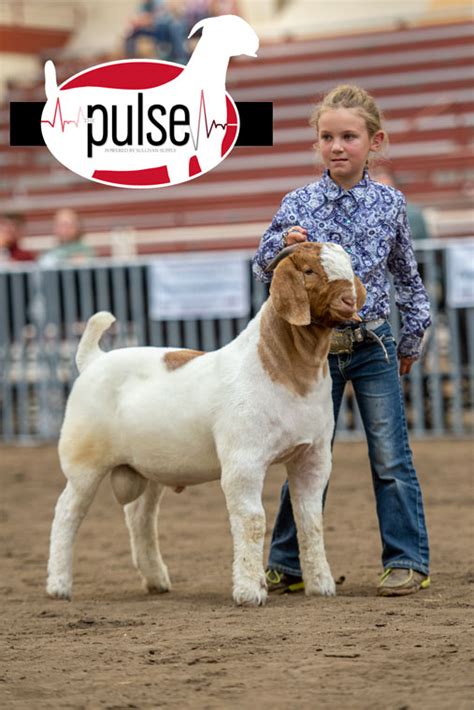 National Boer Goat Show | JABGA Bred & Owned Fullblood Bucks | The Pulse