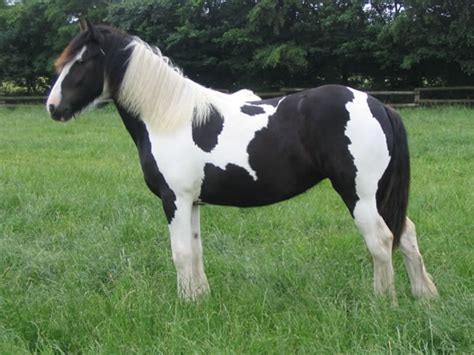 Piebald Horse Facts with Pictures