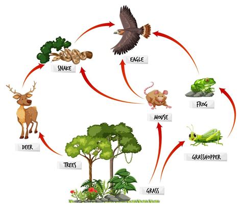 Food Chain: Types, Examples, Definition & FAQs | Knowledge Glow