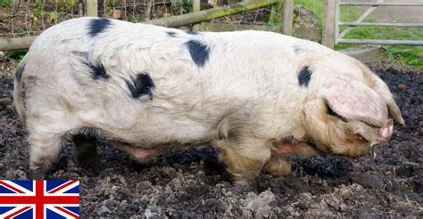 Gloucestershire Old Spots Pigs: Characteristics, Growth Rate, Pros and ...