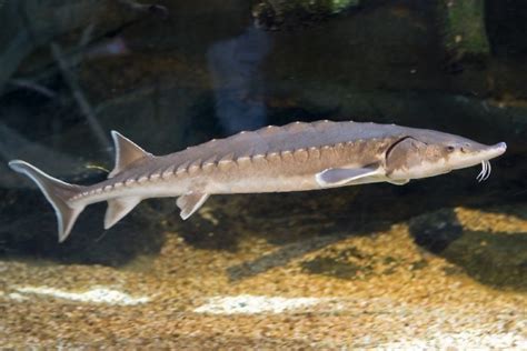 Caviar Blog | Caviar Express: Atlantic Sturgeon Placed on Endangered ...