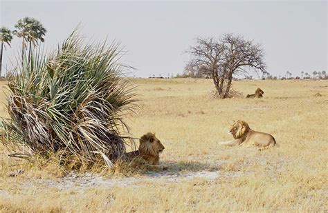 Is Botswana Safe for Travelers? 6 Essential Travel Safety Tips