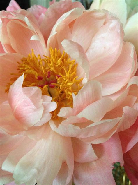 current obsessions | Flower close up, Flower beauty, Coral peonies