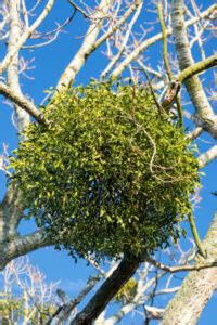 The Mistletoe Plant – How A Thieving Plant Became A Christmas Tradition!