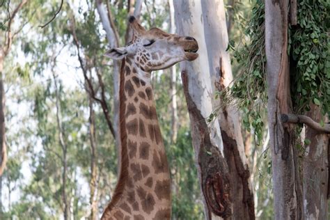 How Do Giraffes Sleep? Their Extraordinarily Long Necks Don't Make It ...