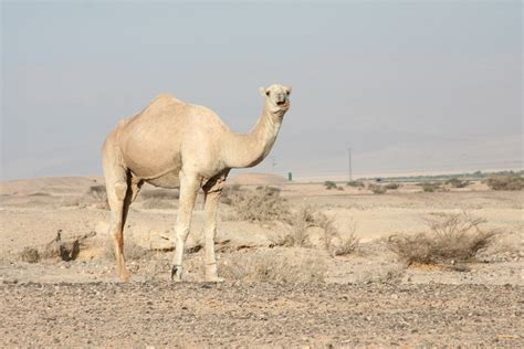 Free photo: Camel in the Desert - Animal, Camel, Desert - Free Download ...