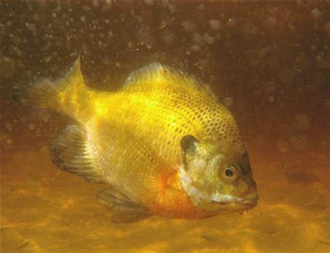 Bluegill Wallpaper - WallpaperSafari