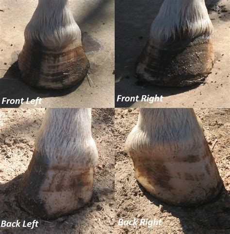 Rescue Horse Makeover!: Horrible Hoof Transformation: Part One!