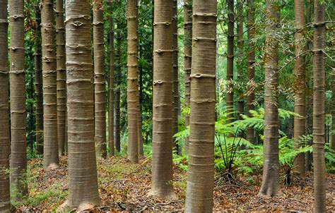 Jonathan Barran Photograher Rotorua - NZ Native Trees