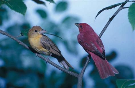 Free picture: pair, summer, tanagers, birds, perch, closely, piranga, rubra