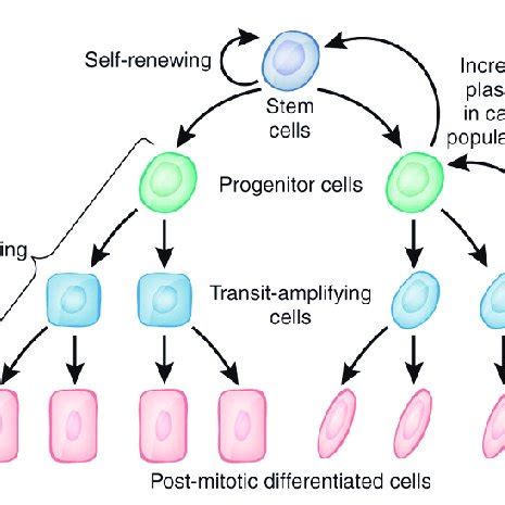 Figure . : The stemness character of Progenitor Cells allows a ...