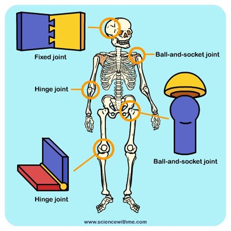 Hinge Joint Diagram For Kids