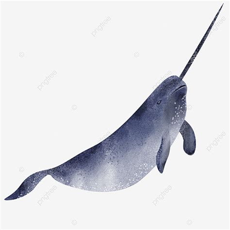 Watercolor Marine Hd Transparent, Narwhal Marine Animal Watercolor Blue ...