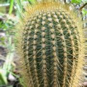 Cactus Seeds - Austrocephalocereus - Wellgrow Horti Trading