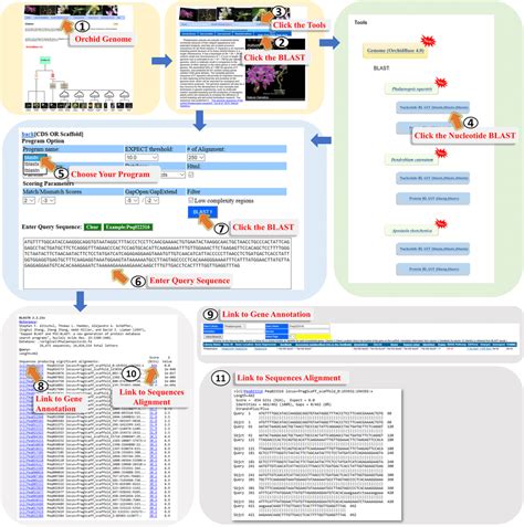 A step-by-step guide for using the “BLAST” tool | Download Scientific ...