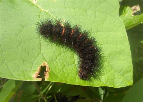 Giant Leopard Moth: Identification, Life Cycle, Facts & Pictures