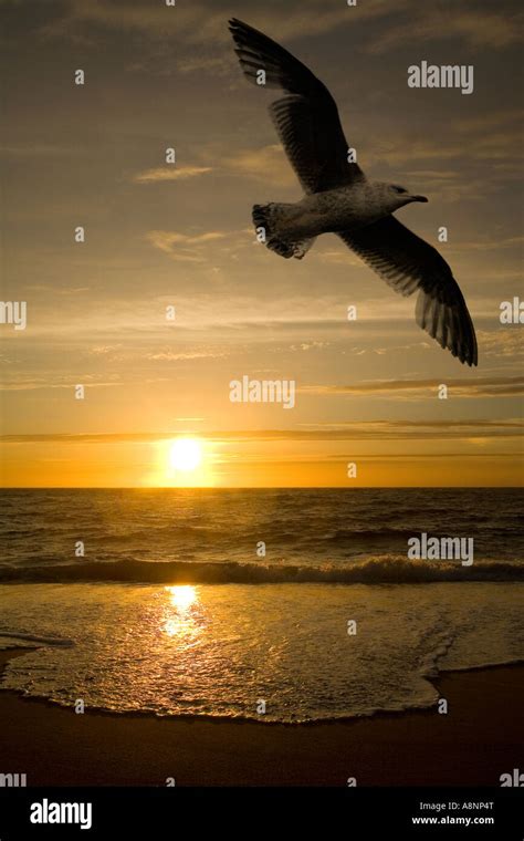 Seagull and sunset Stock Photo - Alamy