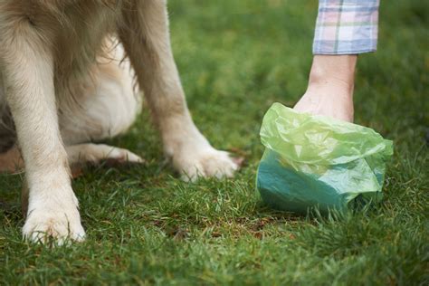 Can You Compost Dog Poop? - Food Gardening Network