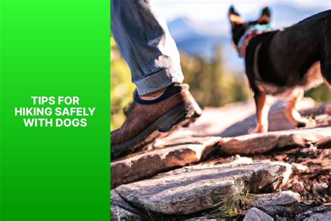 Should Dogs Wear Shoes When Hiking - jasonexplorer.com