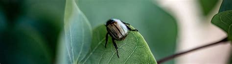 21 Cool Bug Facts For Creepy Crawly Appreciation