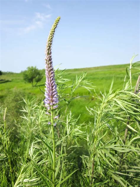 Veronicastrum (Veronicastrum) – A to Z Flowers