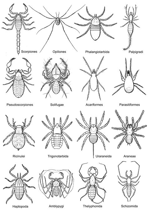 Fossil arachnids – Deposits Magazine