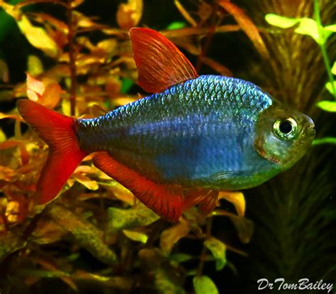 Premium Blue Flame Tetra, also called a Columbian Tetra