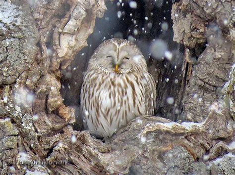 Ural Owl - eBird