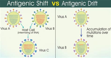 Antigenic Shift vs Antigenic Drift- Definition and 16 Differences