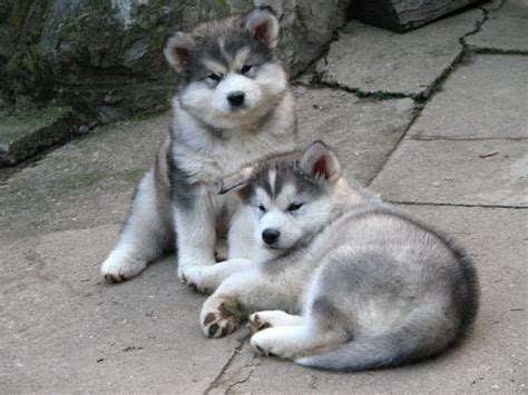 Alaskan Malamute Puppy Picture | Puppy Pictures and Information