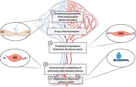 Frontiers | Pathophysiological, Cellular, and Molecular Events of the ...