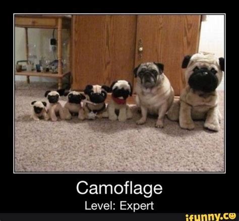 101 Lovable Pug Memes That Are Too Puggin' Cute